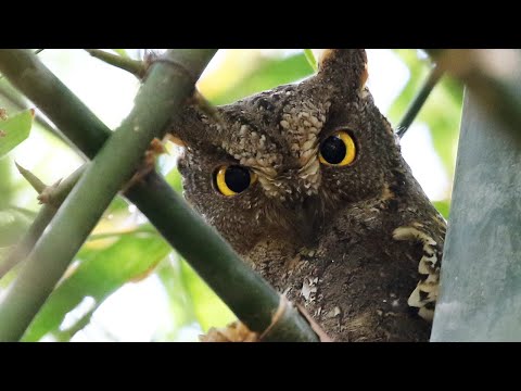 Daytime Encounter with Oriental Scops Owl