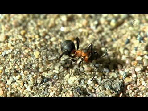 Wie tief kann eine Ameise fallen?