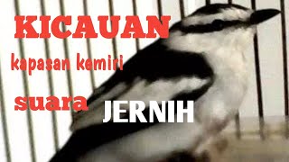 Download lagu MASTERAN BURUNG KAPASAN KEMIRI GACOR SUARA JERNIH#kapasankemiri#kapasankemirigacor# mp3