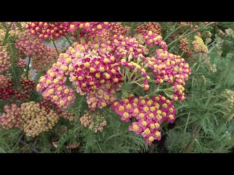 Achillea millefolium 'Paprika'