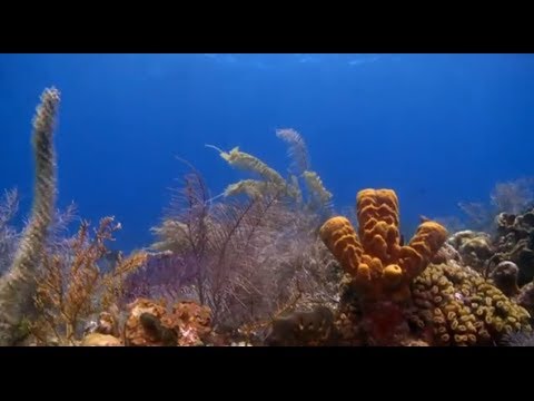 image-What is the best coral reef in the world?