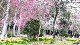 preview picture of video '滋賀 石山寺の梅林･寒桜 Plum-grove in Ishiyama-dera Temple(2014-03)'