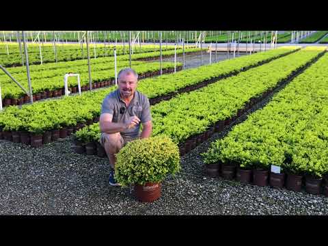 Touch of Gold Holly Technical Growing Guide