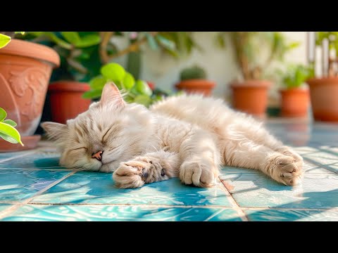Music To Make Your Cat Sleep Within 5 Minutes - Helps Cats Sleep Deeply, Stay Asleep Longer💤