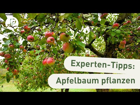 Apfelbaum pflanzen: Unsere Experten-Tipps (Anleitung)