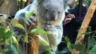 Koala... ya me voy!