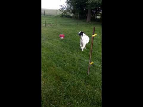 , title : 'Goat testing electric fence'