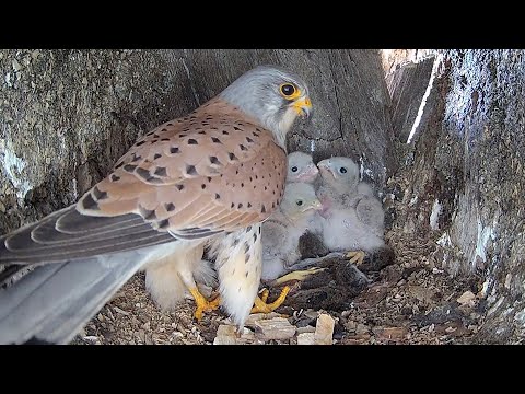 Kestrel Dad Learns to Feed his Chicks After Becoming Sole Parent | Mr & Mrs Kes | Robert E Fuller