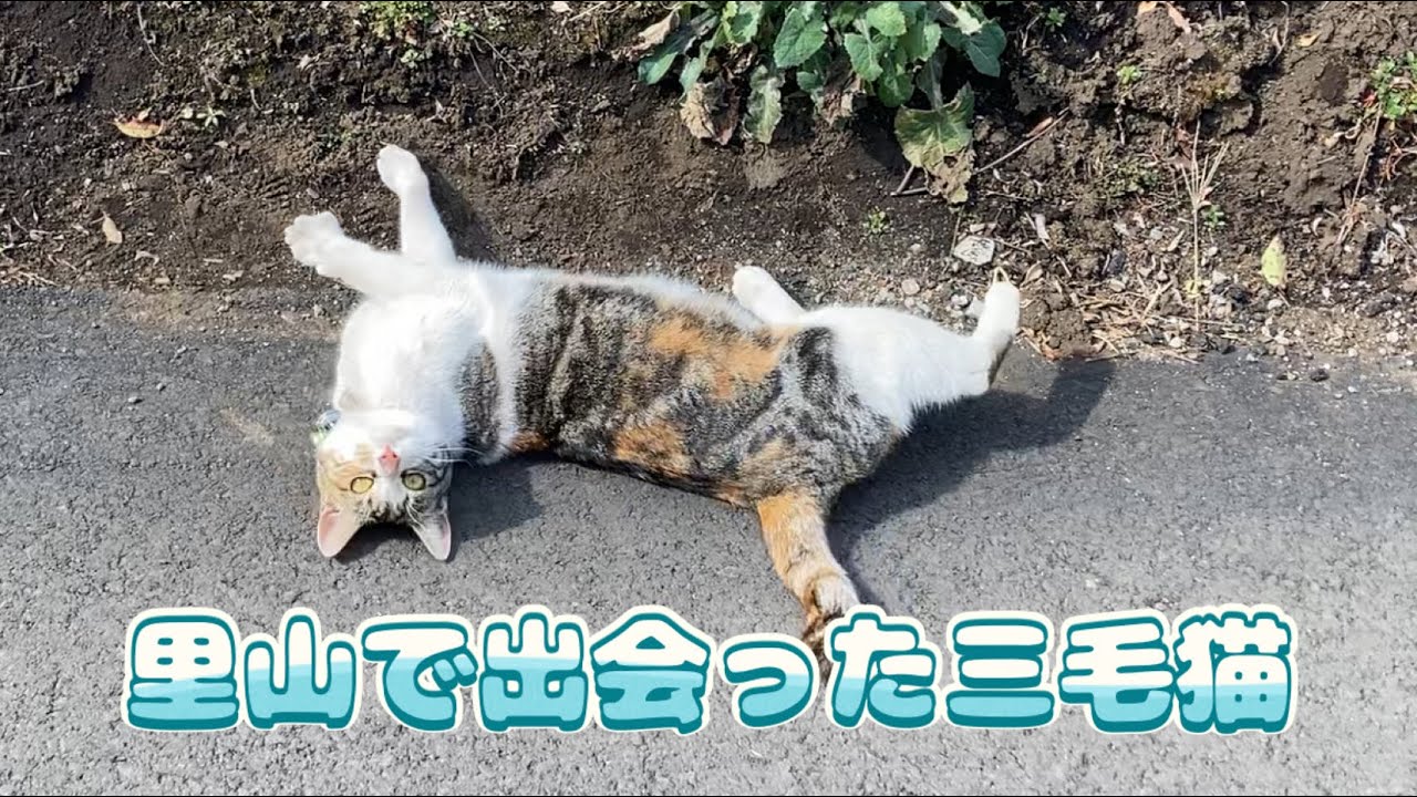 懐っこい三毛猫（2026年2月20日）