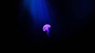 Deep Sleep in an Endless Ocean Dream