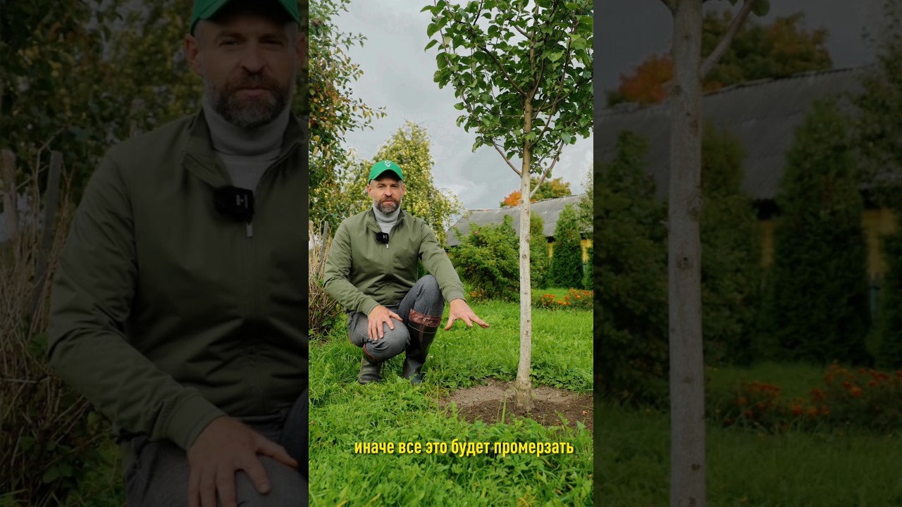 Обязательно сделайте это в плодовом саду перед зимой и будете с отличным урожаем!