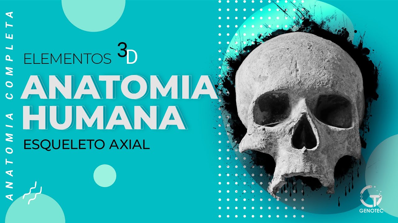 Anatomia Humana Completa - Esqueleto Axial (Ossos do Crâneo, da face, tórax e coluna vertebral)
