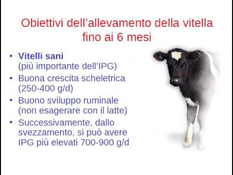 , title : 'POCHE SEMPLICI e PRATICHE nozioni su COME allevare le vitelle CVSM Centro Veterinario San Martino'