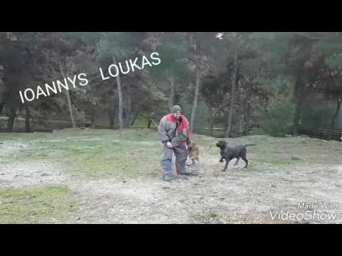 Μαλινουα λυκόσκυλο-thumb-1