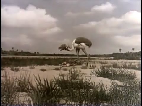 Journey to the Beginning of Time (1955) Terror Bird