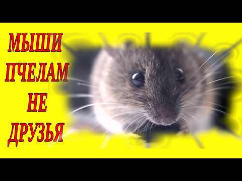 МЫШИ ПЧЁЛАМ НЕ ДРУЗЬЯ. МЫШИ НА ПАСЕКЕ. МЫШЬ В УЛЬЕ.