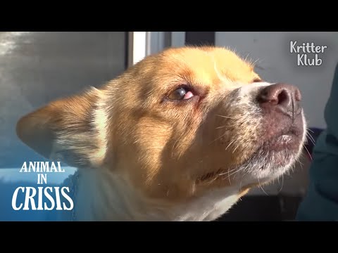 , title : 'The Most Touching Story Of A Disabled Dog And His Grandma (Part 2) | Animal in Crisis Ep 292'