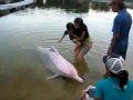 Pink Dolphin