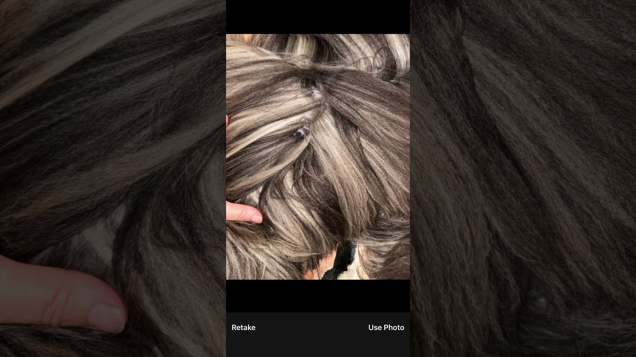 Interactive Coat Check & Condition App demo preview