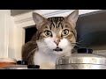 Cat Hilariously Tries To Talk Human