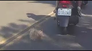 回家發現少一隻狗