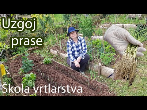 Kada i kako uspješno uzgojiti prasu / poriluk