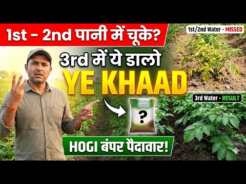 आलू को मोटा कैसे करें? / आलू के तीसरे पानी में डालें ये जादुई खाद! 🥔 / आलू का साइज होगा डबल!