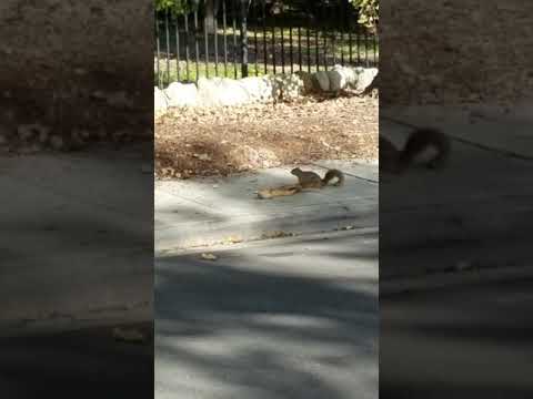 Do Squirrels Mourn