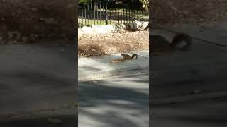 Squirrels in mourning