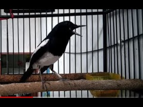 download lagu mp3 mp4 Kacer Gacor, download lagu Kacer Gacor gratis, unduh video klip Kacer Gacor