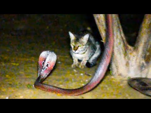 When Snakes Mess With The Wrong Cat