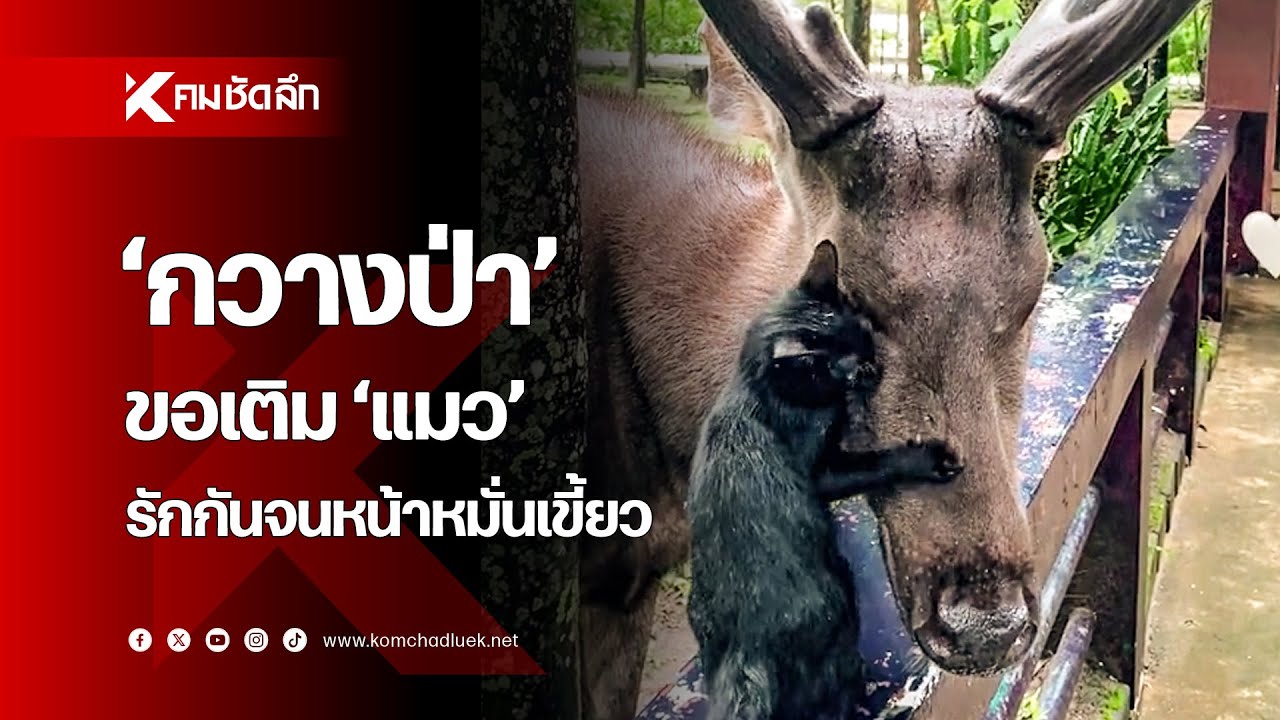 'กวางป่า' ขอเติม 'แมว' รักกันจนหน้าหมั่นเขี้ยว