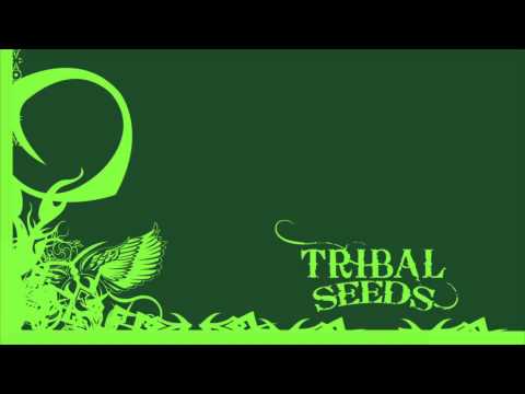 Dark Angel - Tribal Seeds