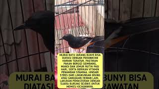 Download lagu Cara Mengatasi Harian Murai Batu Yang Jarang Bunyi #shorts mp3 Download lagu Cara Mengatasi Harian Murai Batu Yang Jarang Bunyi #shorts mp3