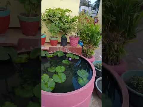 our beautiful granden#trees #viral #kunmun #youtube #kunmun #flowers #haydrafacial #niceview