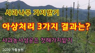 사과나무가지받기 아상처리결과 [사과재배방법]