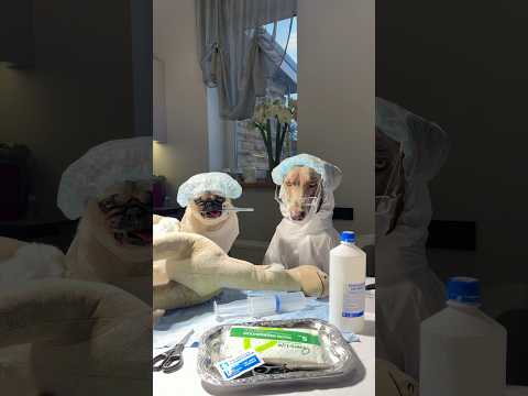 ОСКАР И ДЖОНИ ПОТЕРЯЛИ ДРУГА 😭 #puppy