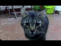 Video 'Cat soap opera'