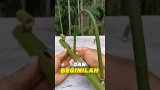 Download lagu Membuat senapan dari bambu #kreatif #diy #shorts mp3 Download lagu Membuat senapan dari bambu #kreatif #diy #shorts mp3