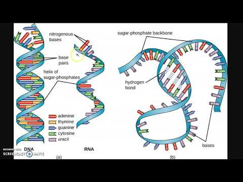 RIPASSONE - Biologia molecolare 1: Struttura di DNA, RNA e proteine