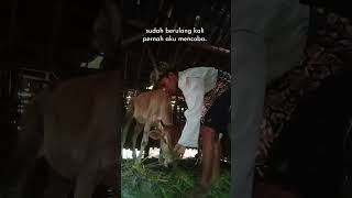 Download lagu Sudah berulang kali pernah aku coba mp3