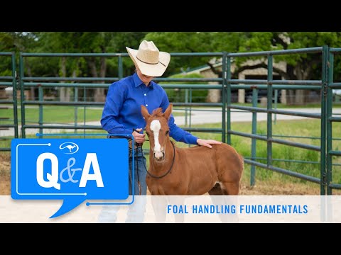 Foal Handling Fundamentals - Q&A