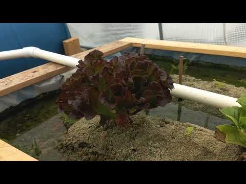 My first and second iAVS sandponics: the simplest form of aquaponics