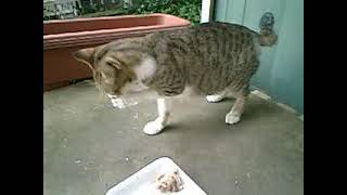 01）   08 10 22 実況！ カワハギの骨を噛み砕き食う ’山内テツ’