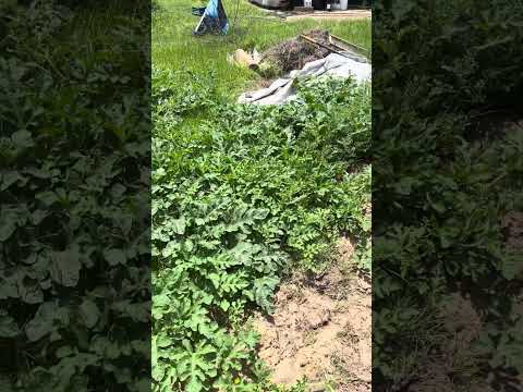 The Watermelon Patch Continues to Flourish!
