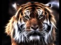 Survivor - Eye of the tiger 