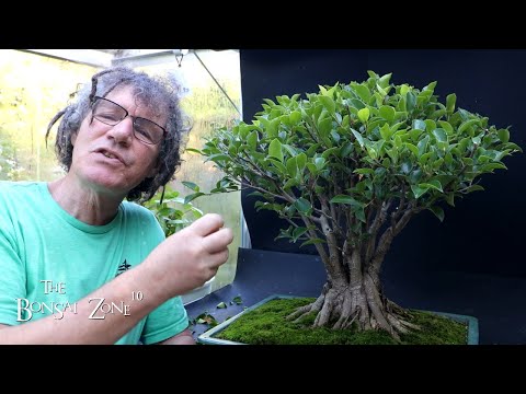 Pruning my Ficus microcarpa "Fancy", The Bonsai Zone, Oct 2023