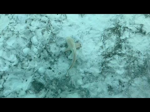 Videos del Riu Atoll 5★ en Dhaalu Atoll, MaldivasVer MásVerPrecios17CerrarConsulta por Whatsapp 🇦🇷BookingTripadvisorExpediaAgodaTravelocityOrbitzTripSkyscannerDespegarKayakHotelesDestiniaTrivagoTurismocityLastminuteTuiWotif