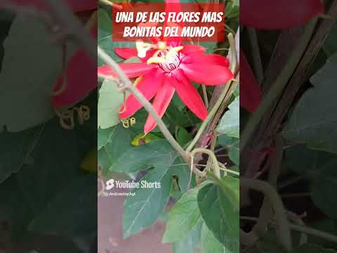 Una de las flores mas bonitas del mundo 🌺🏵️💮🌸🌼🌷 #agricultura #plantas #jardin - 2026-08-11 12:50