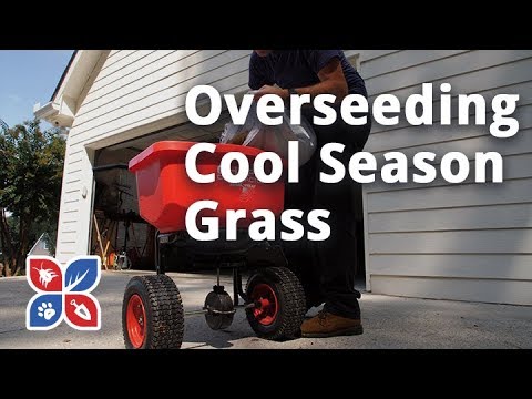  Do My Own Lawn Care - Overseeding Cool Season Grasses Video 